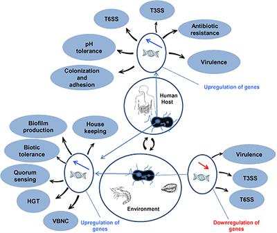 Adaptations of Vibrio parahaemolyticus to Stress During Environmental Survival, Host Colonization, and Infection